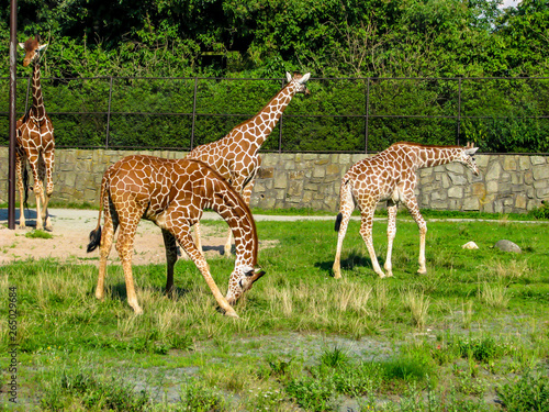 Beautiful giraffes graze on the grass - more giraffes in the photo