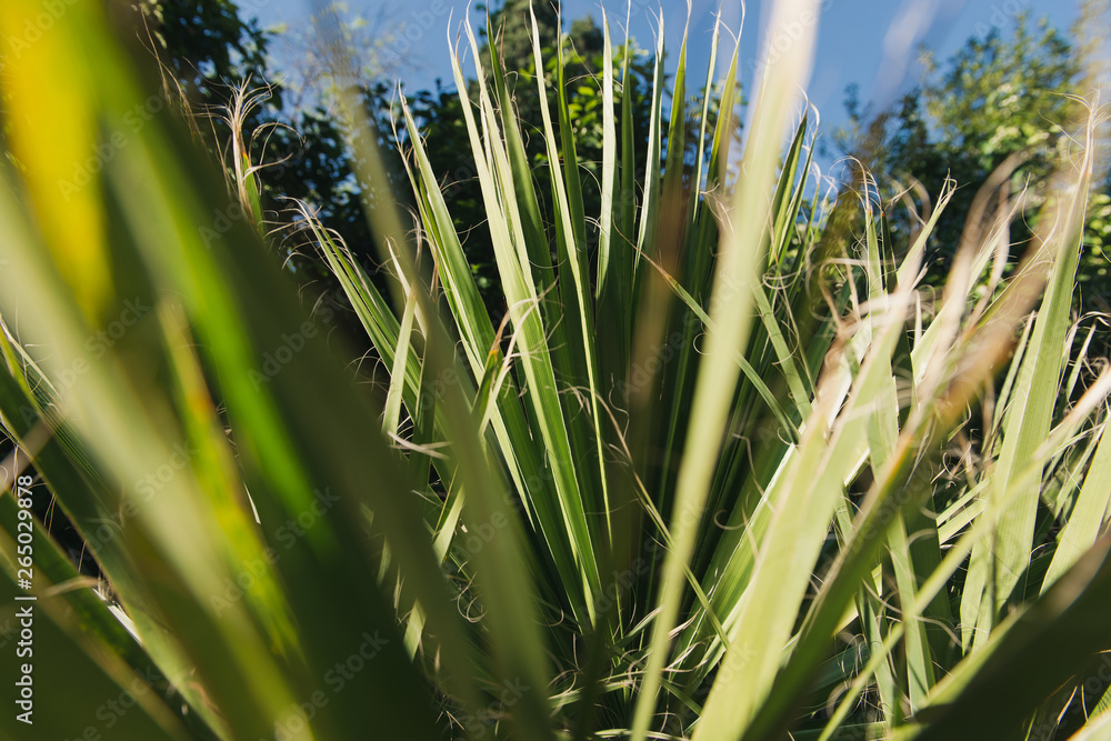 Obraz premium Getting through palm leaves. Lost inside of a forest. 