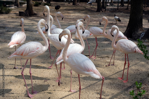 Several pink flamingos walk along the sand in a zoo between the trees.