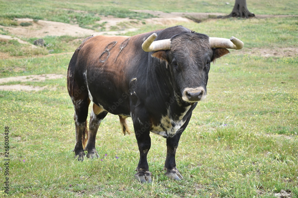 bull in spain