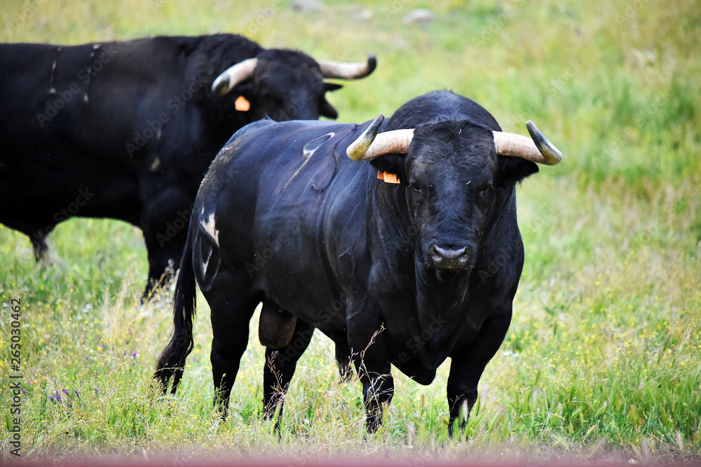 toro en españa