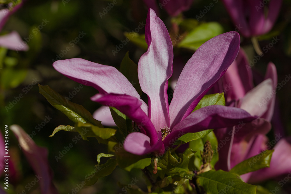 Branch of pink siebolds magnolia tree in the spring garden Branch of pink siebolds magnolia tree in the spring garden