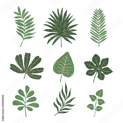 Set of tropical leaves. Hand drawn vector elements