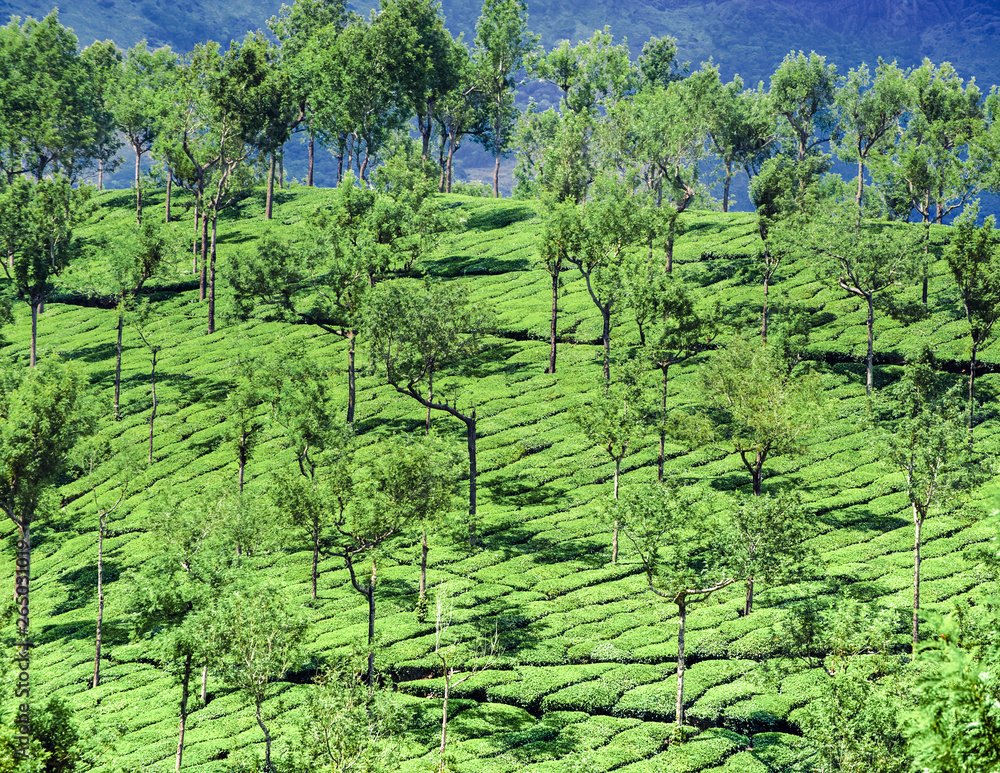 Tea plantation morning landscape. Munnar, Kerala, India