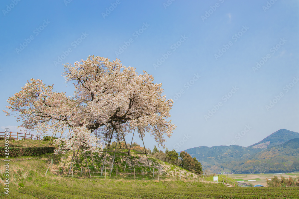 桜と茶畑　Cherry Blossoms and Tea plantation（百年桜）佐賀県嬉野市