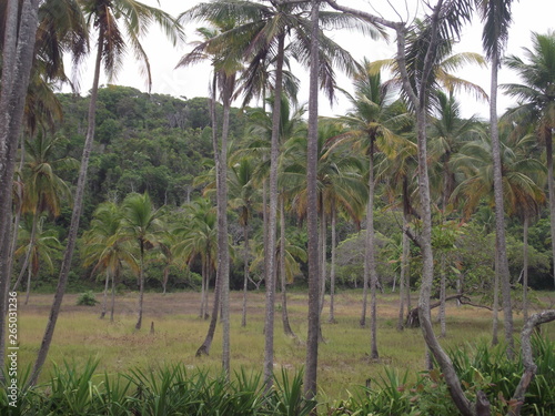Wallpaper Mural Tropical Torontodigital.ca