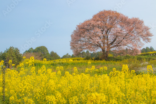 馬場の山桜と菜の花 wild cherry blossoms and canola flower 佐賀県武雄市
