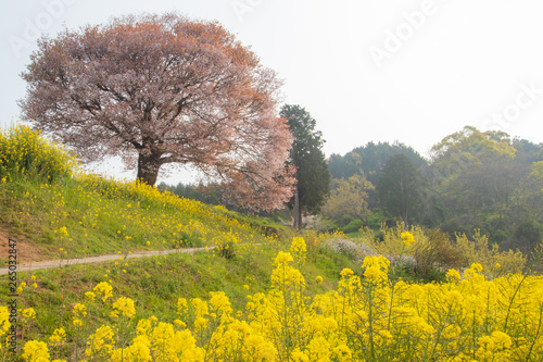 Tableau sur toile 馬場の山桜と菜の花　wild cherry blossoms and canola flower　佐賀県武雄市