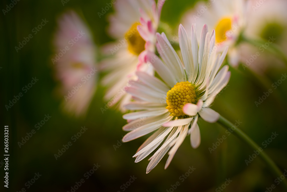 Obraz premium White flowers