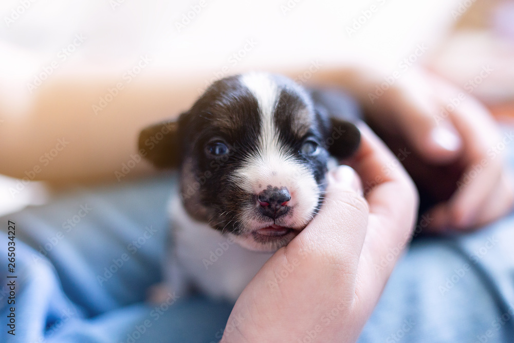 hands of the person child hold a small newborn puppy welsh corgi cardigan . the puppy has just opened his eyes sits on his owner feet. man strokes a dog - obrazy, fototapety, plakaty 
