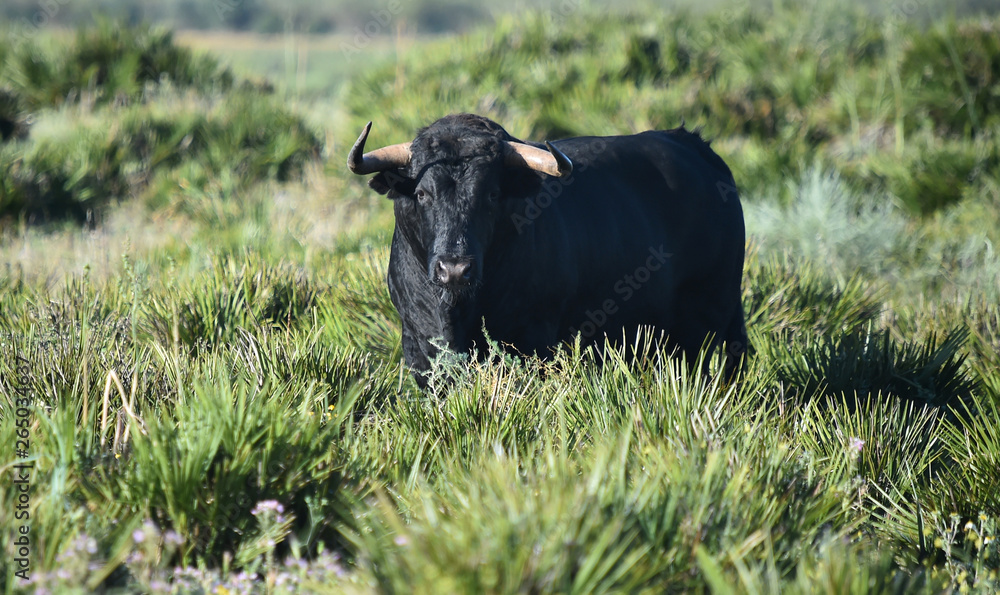 bull in spain