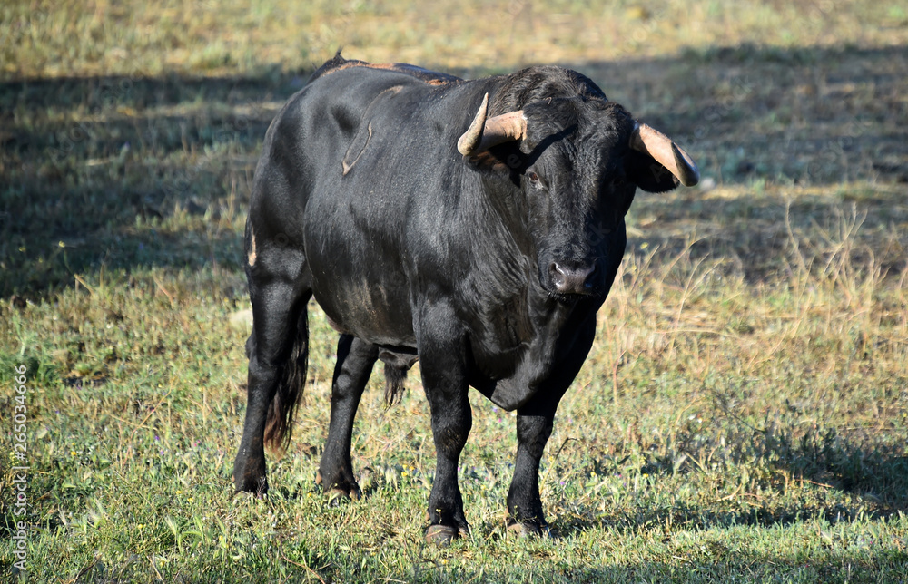 bull in spain