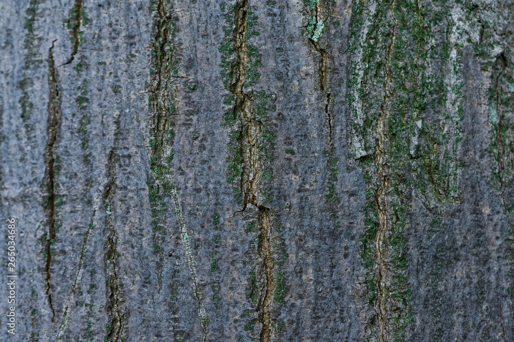 Fototapeta premium Tree Bark Abstract