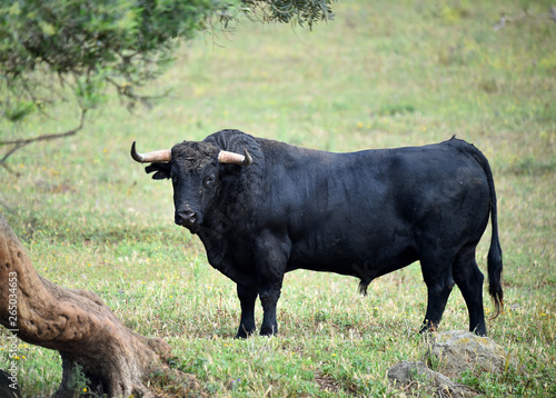 bull in spain