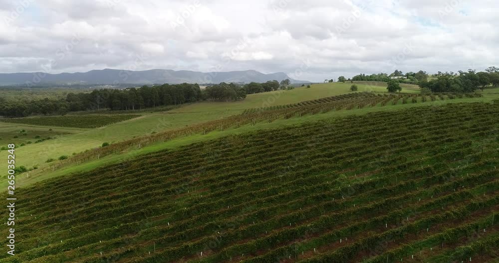 Hillside of vineyard fields with growing vines and grapes in wine making region Hunter Valley of NSW, Australia. Hillside of vineyard fields with growing vines and grapes in wine making region Hunter Valley of NSW, Australia.