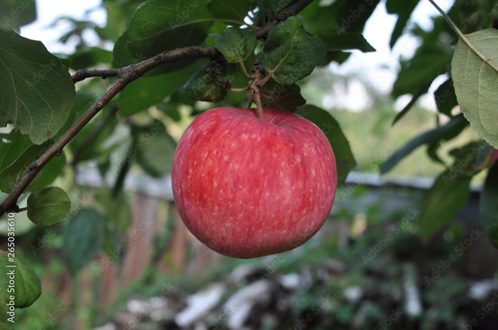 Summer variety of apples - Glory to the winner, at the end of May. Krasnodar Region of the Russian Federation Summer variety of apples - Glory to the winner, at the end of May. Krasnodar Region of the Russian Federation