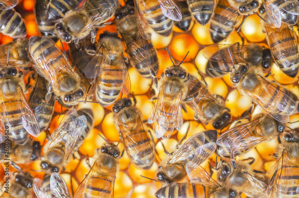 honey bees on honeycomb in apiary in late summertime  - obrazy, fototapety, plakaty 