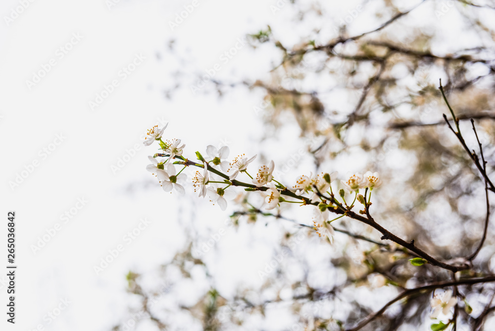 Branches of tree in bloom in spring with cloudy sky background. Branches of tree in bloom in spring with cloudy sky background.