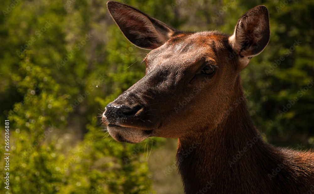 Obraz premium deer in nature