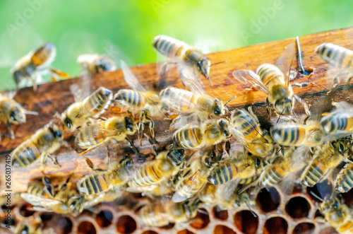 Fototapeta Naklejka Na Ścianę i Meble -  honey bees on honeycomb in apiary in late summertime 