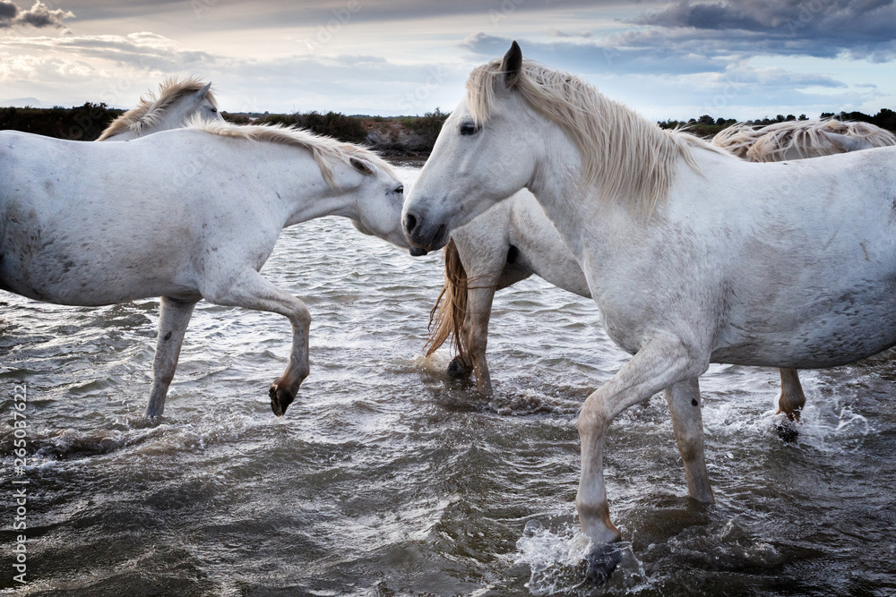 Obraz premium Horses in Camargue