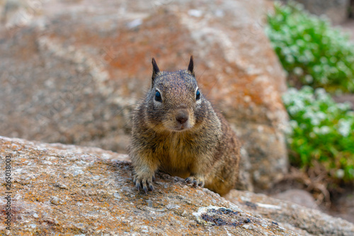 Cautious ground squirrel on rocks covered with colorful lichen.