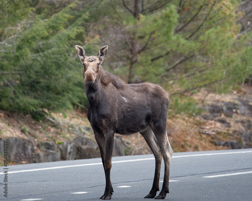 Fototapeta premium Moose standing in road in Adirondack Mountains.