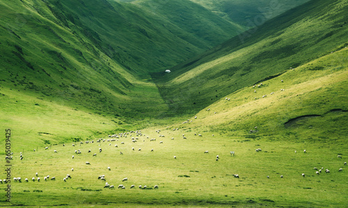 Tableau sur toile Prairie