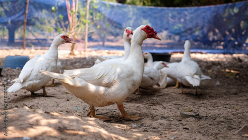 Muscovy duck or Barbary duck in  in countryside farmyard farming lifestyle