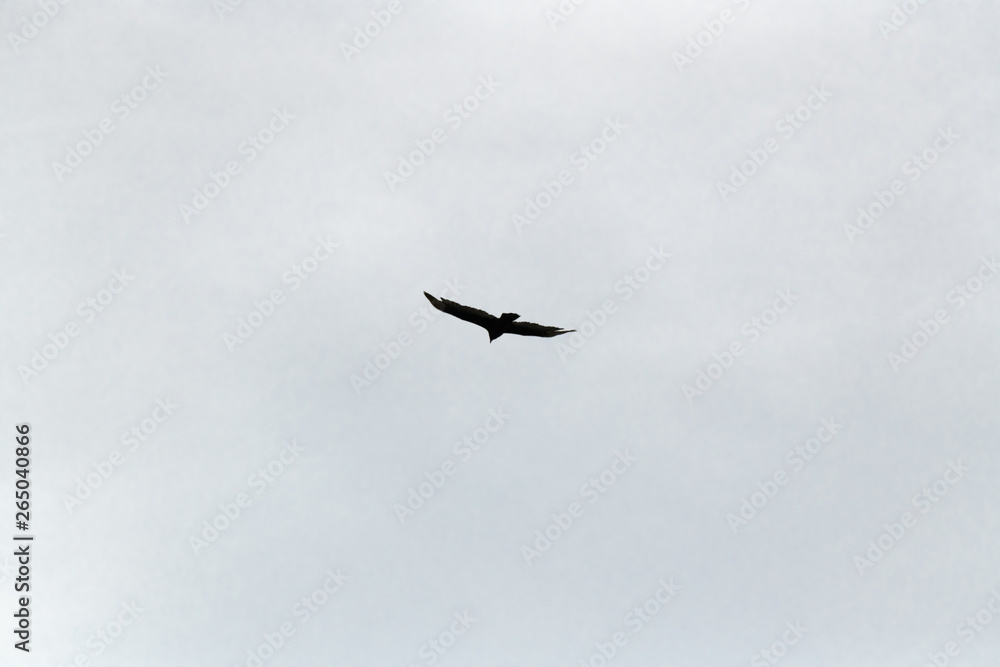 Obraz premium Hawk in flight photographed close-up against a cloudy sky
