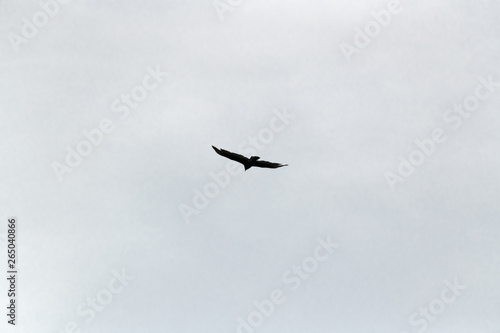 Hawk in flight photographed close-up against a cloudy sky