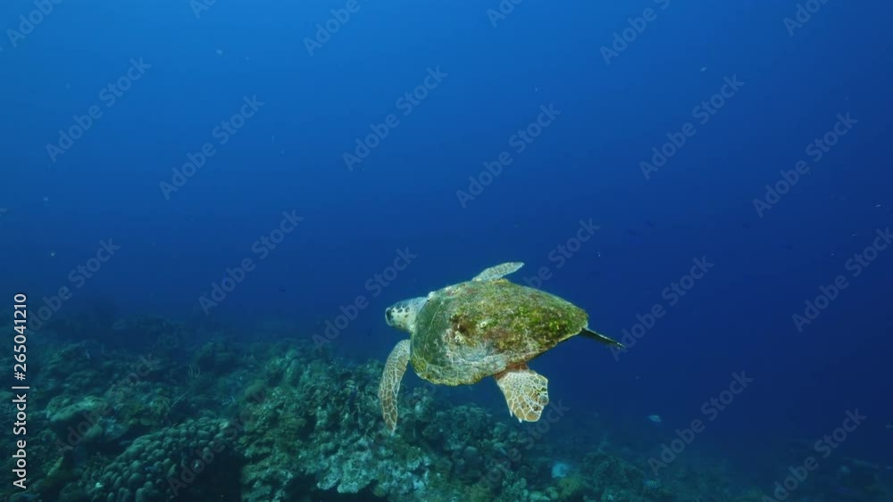 Loggerhead Sea Turtle in coral reef of Caribbean Sea around Curacao Loggerhead Sea Turtle in coral reef of Caribbean Sea around Curacao