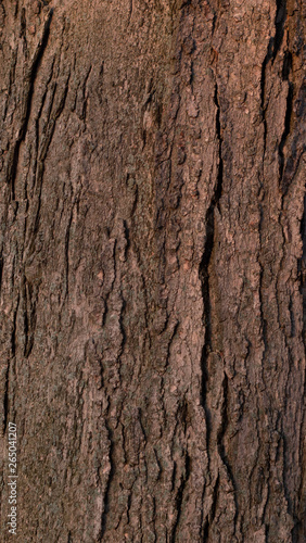Fototapeta Naklejka Na Ścianę i Meble -  Tree Bark