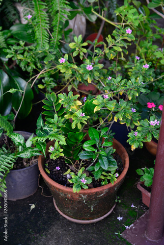 Wallpaper Mural Flowers and Plants in a beautiful background. Torontodigital.ca