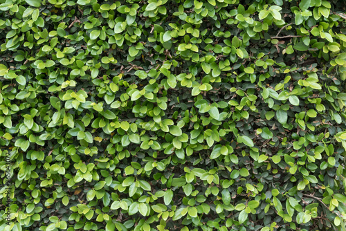 Wallpaper Mural Green Ivy Wall Close Up Torontodigital.ca