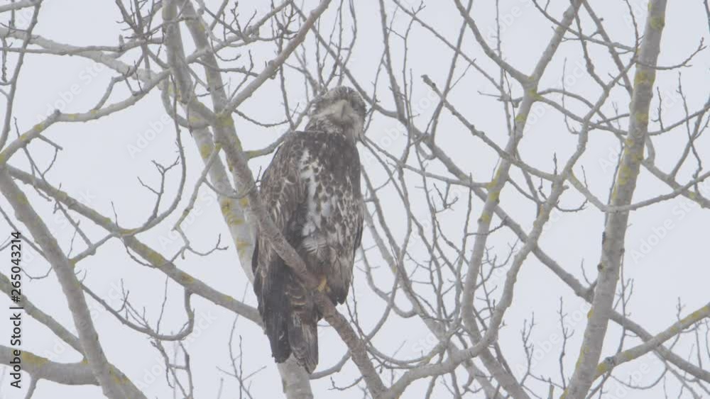 bald eagles juvenile looking for prey in snow storm bald eagles juvenile looking for prey in snow storm