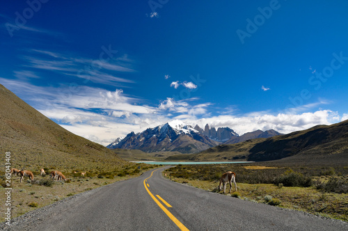 Guanaco (Lama guanicoe) at Torres del Paine national park, at Laguna Amarga