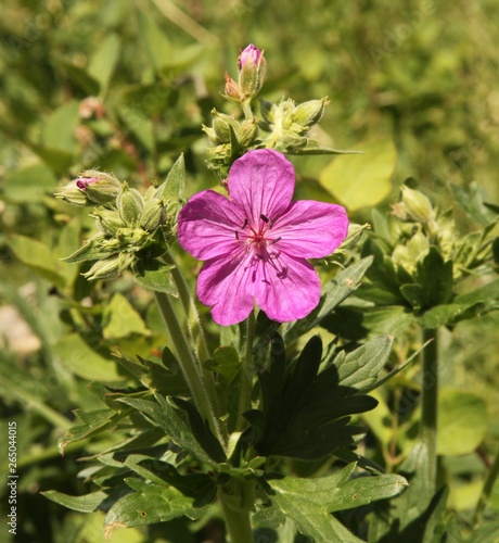 Sticky Geranium (Geranium viscosissimum) pink wildflower in Beartooth Mountains, Montana photo