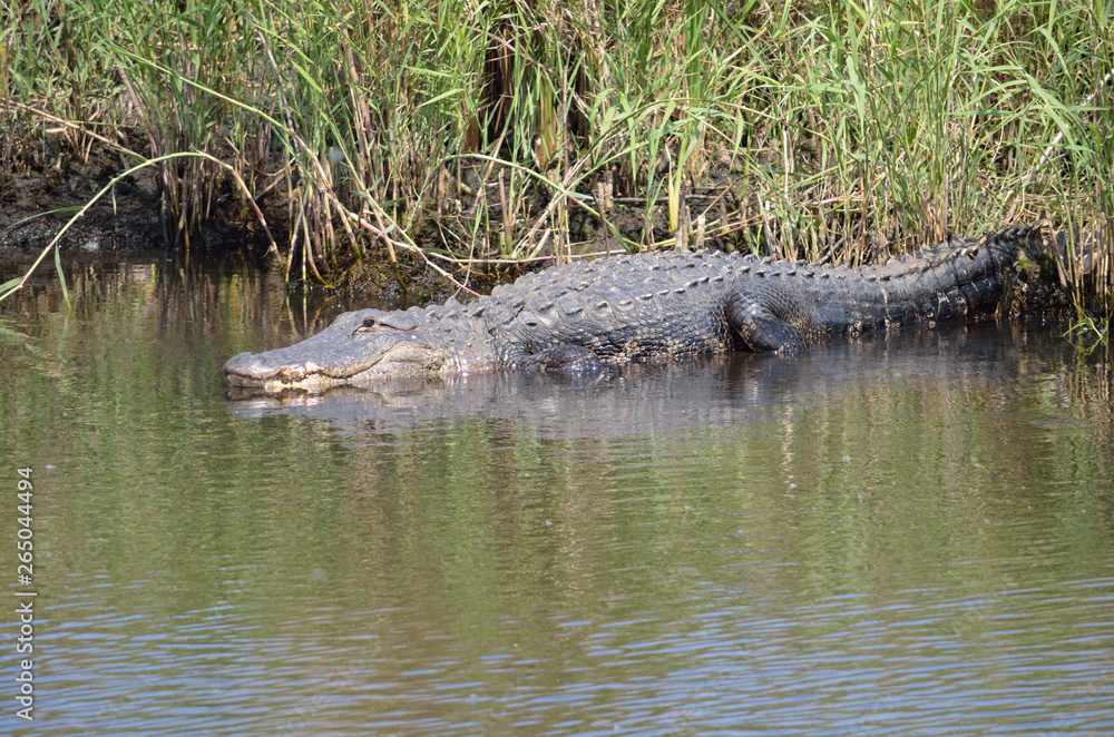 alligator on the shore of a florida canal alligator on the shore of a florida canal
