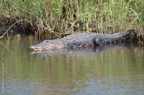 alligator on the shore of a florida canal