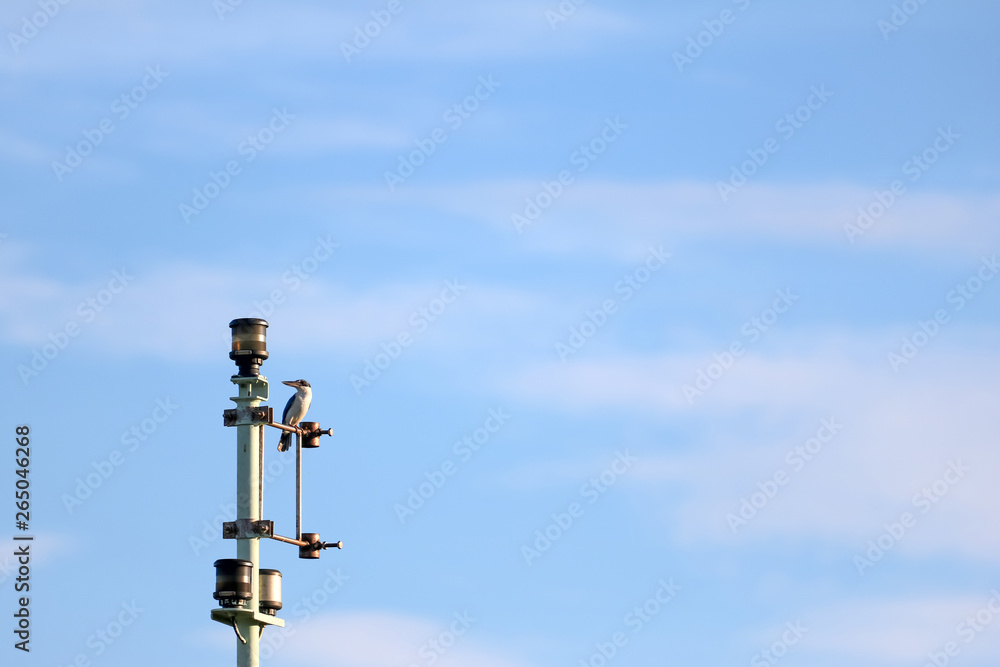 Kingfisher birds perch on telecommunication tower against the sky