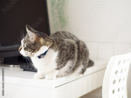 パソコンの前に座る猫 © karinrin