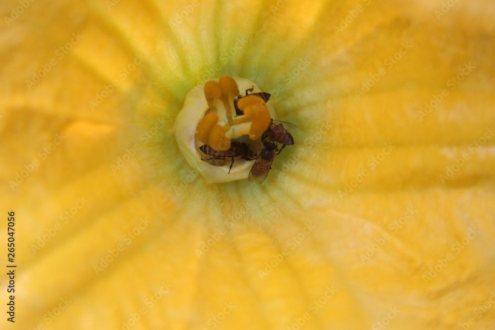 Close up of Beautiful large yellow colour female pumpkin (Cucurbita) flower blooming.honeybees (Apis mellifera) sitting and collectig honey from flower. Close up of Beautiful large yellow colour female pumpkin (Cucurbita) flower blooming.honeybees (Apis mellifera) sitting and collectig honey from flower.