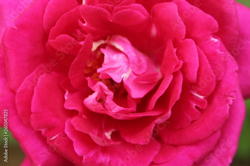 Romantic rose flower background