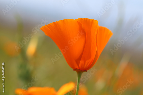 California Golden Poppies blooming wild in a field during  super bloom   California  USA