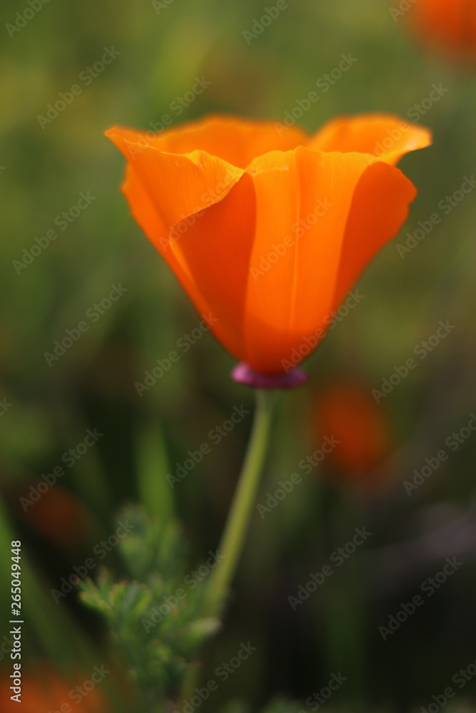California Golden Poppies blooming wild in a field during 'super bloom', California, USA California Golden Poppies blooming wild in a field during 'super bloom', California, USA