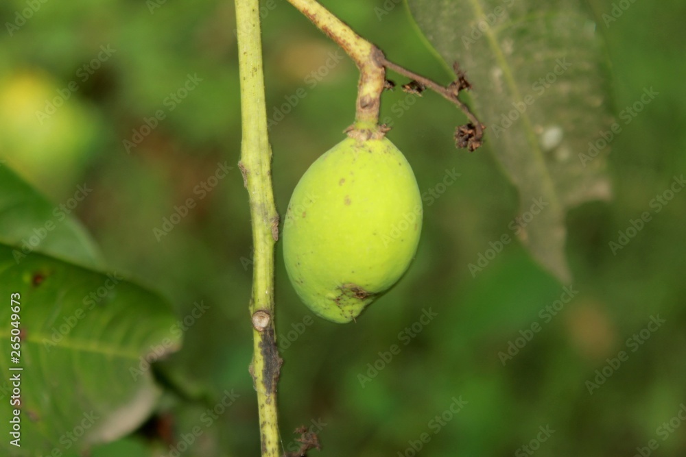 mango on tree mango on tree