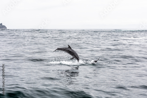 Common bottlenose dolphin in Atacama Desert coast at Chañaral Island. Jumping dolphins playing during a boat trip at Chilean Atacama Desert, an amazing sea wild life to enjoy on a wild environment