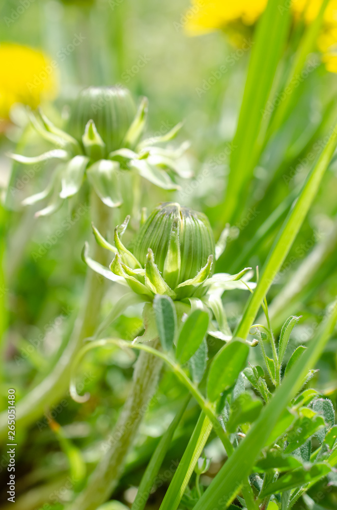 Obraz premium タンポポつぼみ