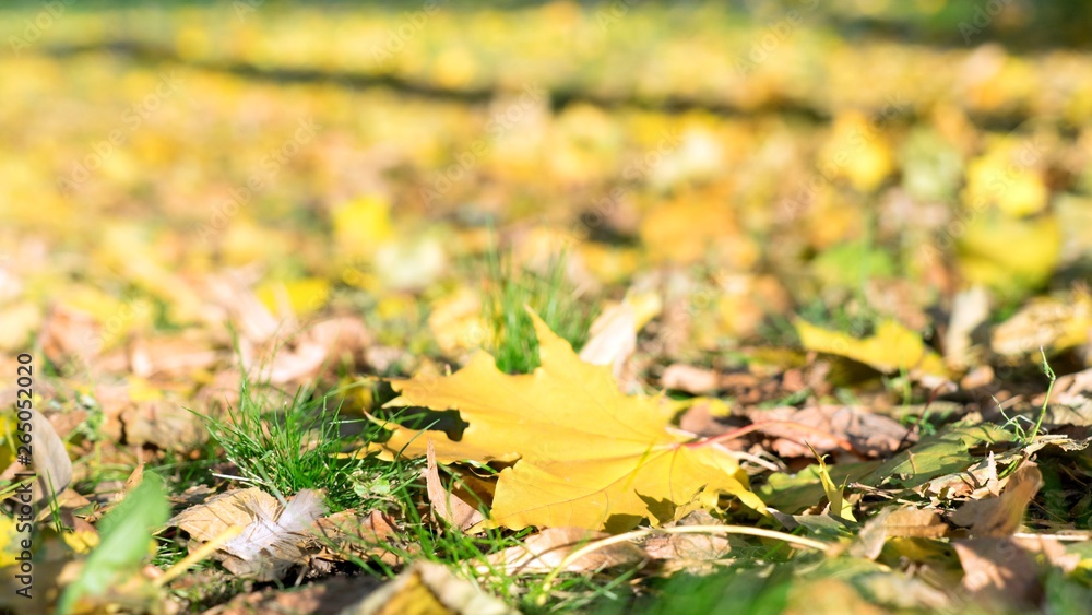 Fallen autumn leaves on grass in Moscow, Red Square.
